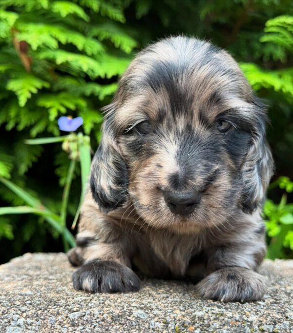 Wiener puppies home