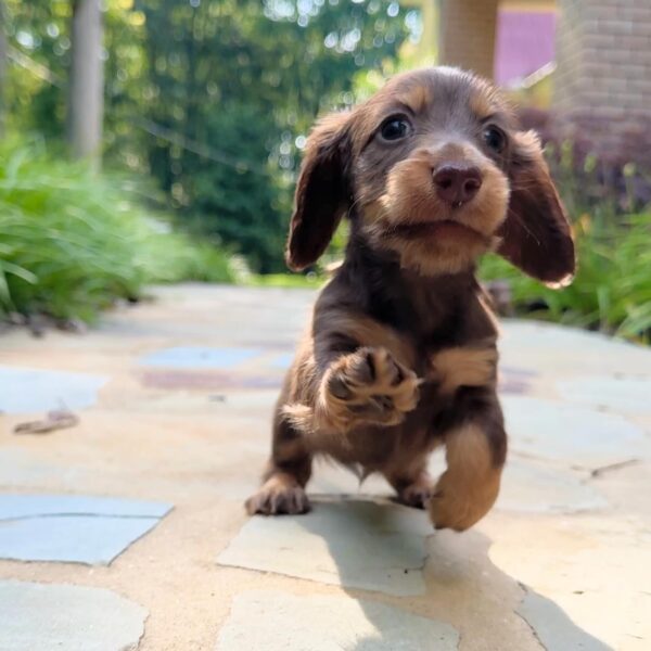 Wiener puppies home