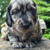 Wiener puppies home