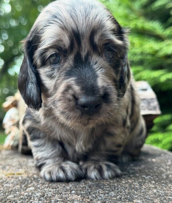 Wiener puppies home