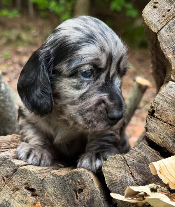 Wiener puppies home
