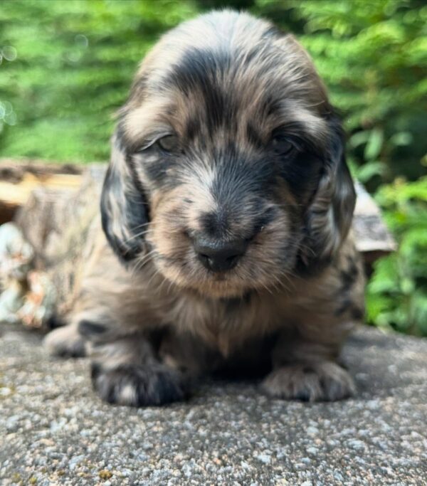 Wiener puppies home