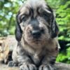 Wiener puppies home