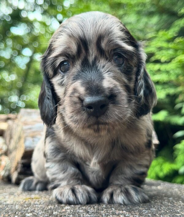 Wiener puppies home