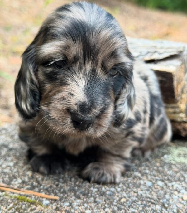 Wiener puppies home
