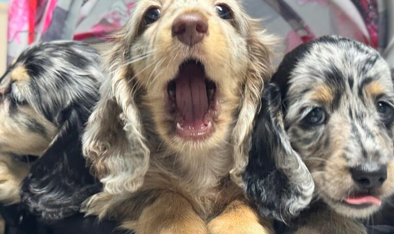 dachshund puppies for sale near me