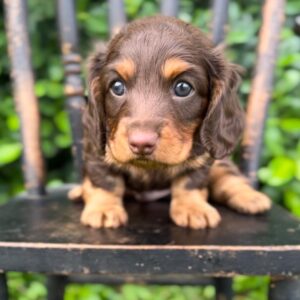 Carl Male Dachshund