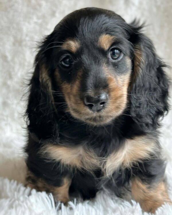 Darcy Female Dachshund - Image 3