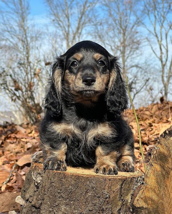 Darcy Female Dachshund - Image 8