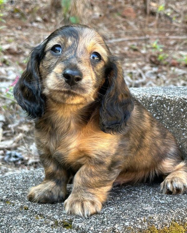Erica Female Dachshund - Image 2
