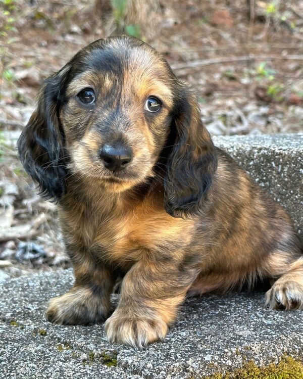 Erica Female Dachshund - Image 3