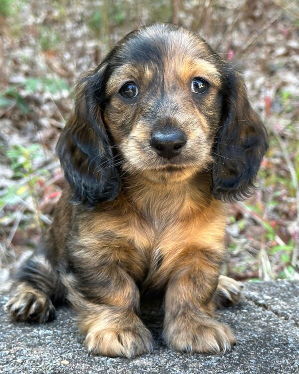 Erica Female Dachshund - Image 4