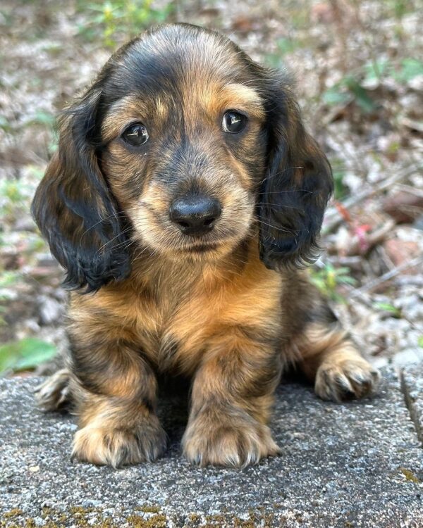 Erica Female Dachshund - Image 5