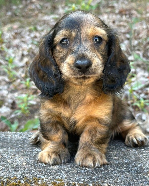 Erica Female Dachshund - Image 6