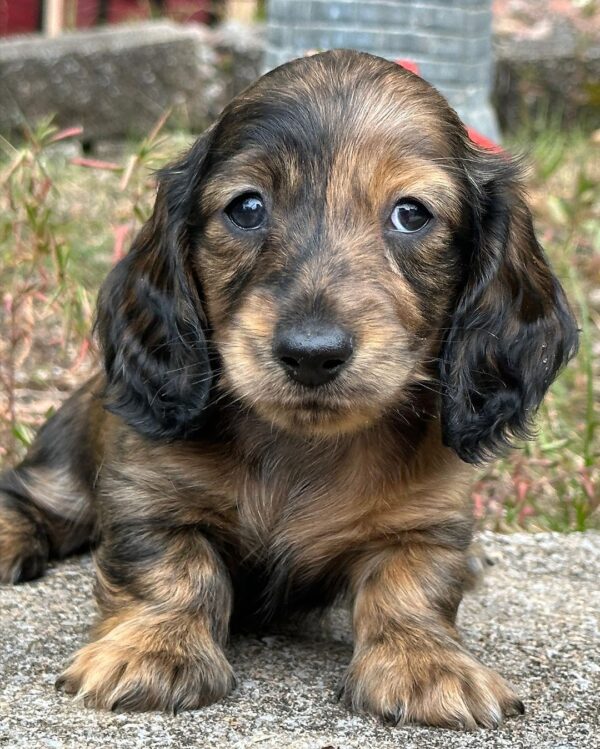 Erica Female Dachshund - Image 7