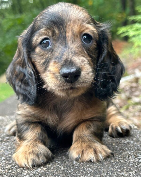 Erica Female Dachshund - Image 8