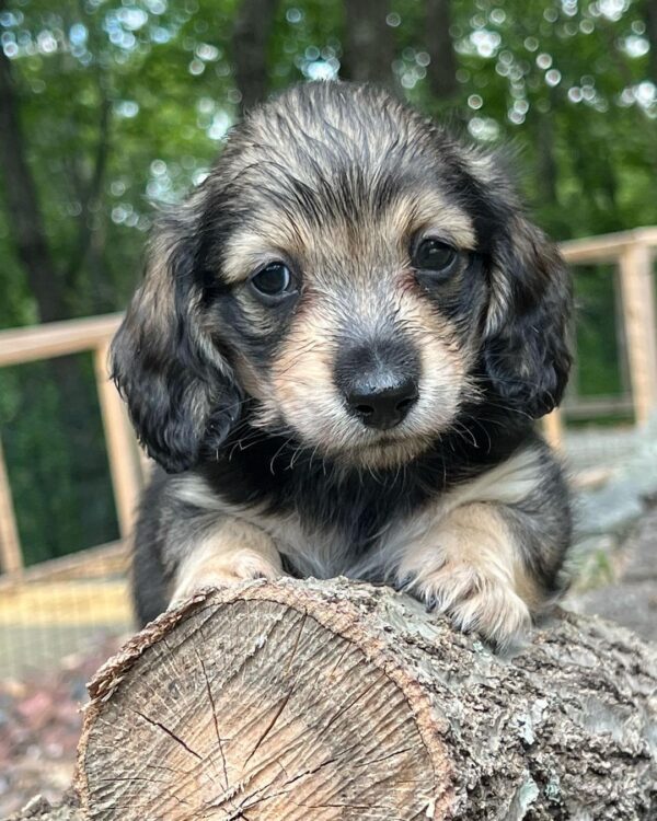 Wiener puppies home