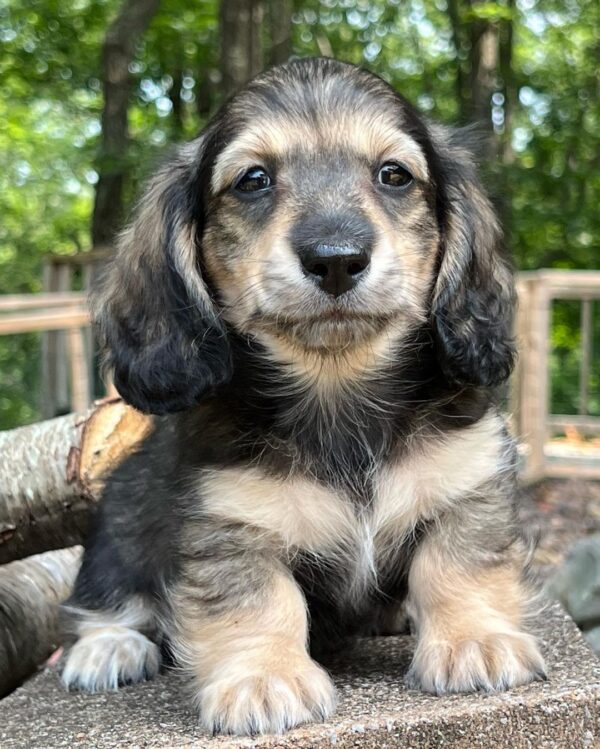 Wiener puppies home
