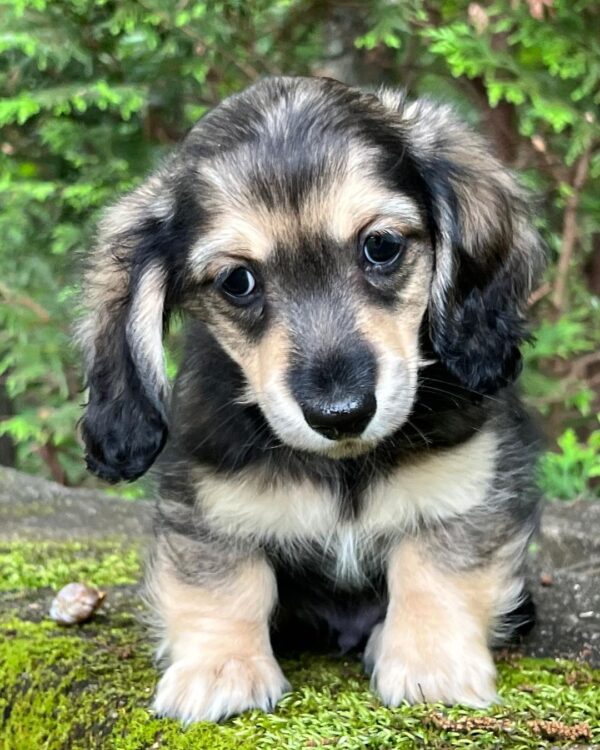 Wiener puppies home