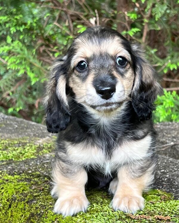 Wiener puppies home