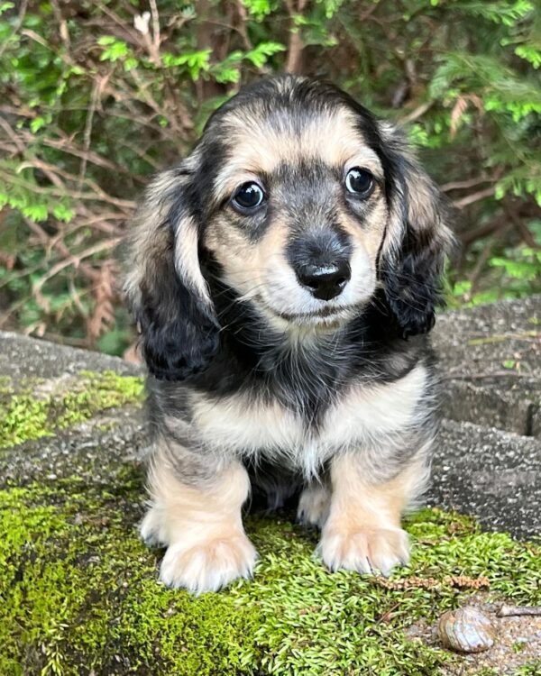 Wiener puppies home