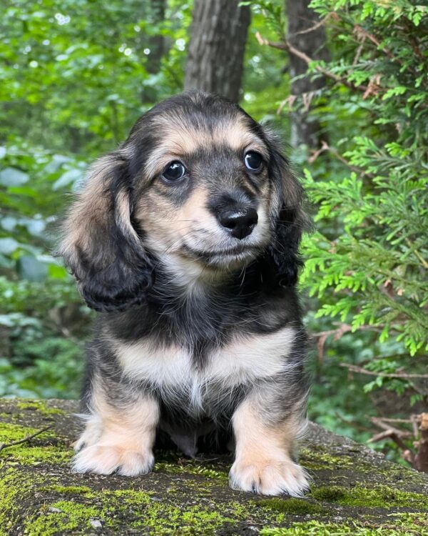 Wiener puppies home