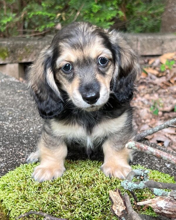 Wiener puppies home
