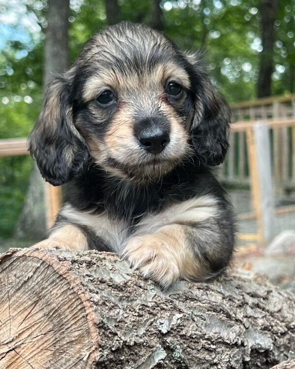 Wiener puppies home