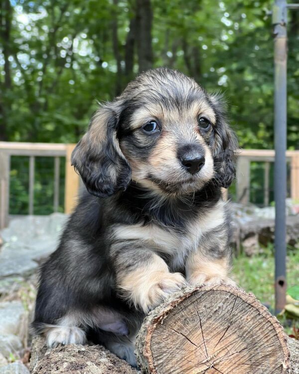 Wiener puppies home
