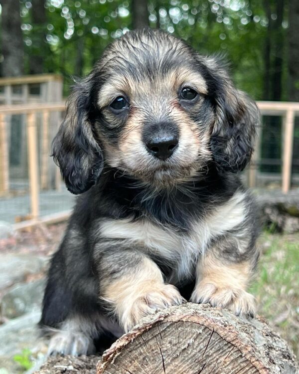 Wiener puppies home