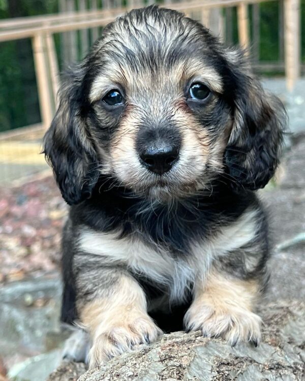 Male Dachshund Puppy Jace