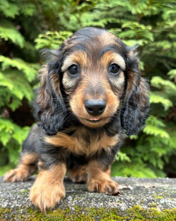 Julia Female Dachshund - Image 2