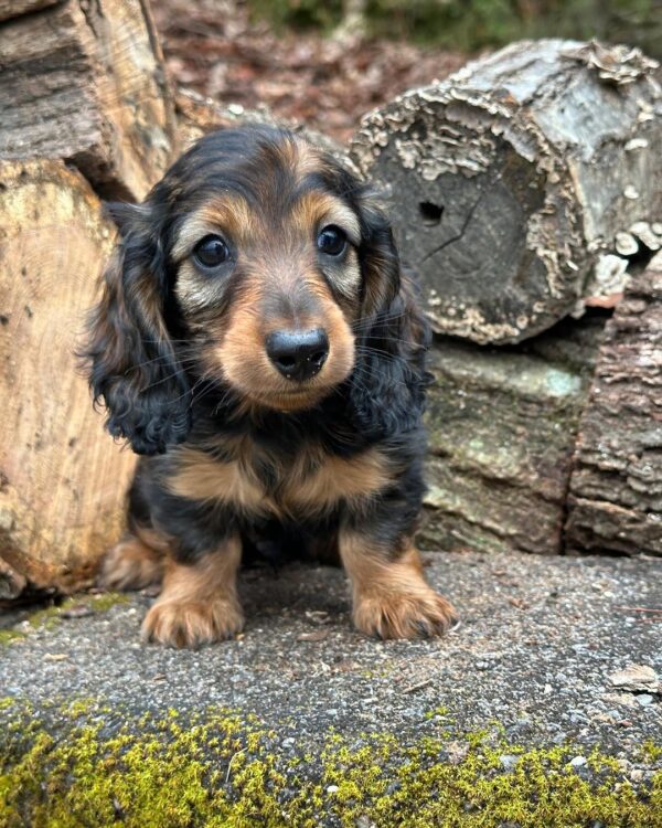 Julia Female Dachshund - Image 4
