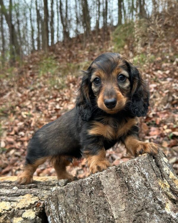 Julia Female Dachshund - Image 6