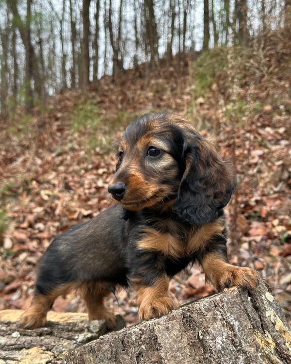 Julia Female Dachshund - Image 7