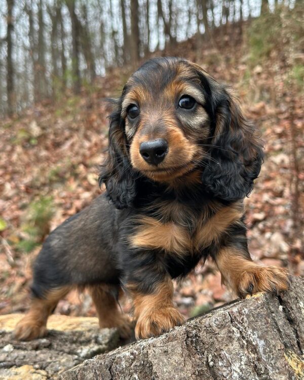 Julia Female Dachshund - Image 8