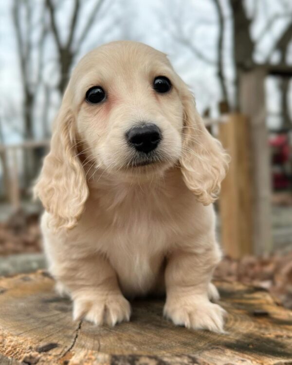 Larry Male Dachshund - Image 2