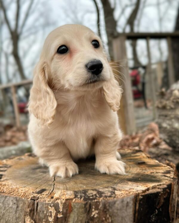 Larry Male Dachshund - Image 3