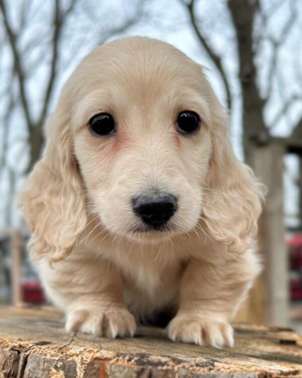 Larry Male Dachshund - Image 4
