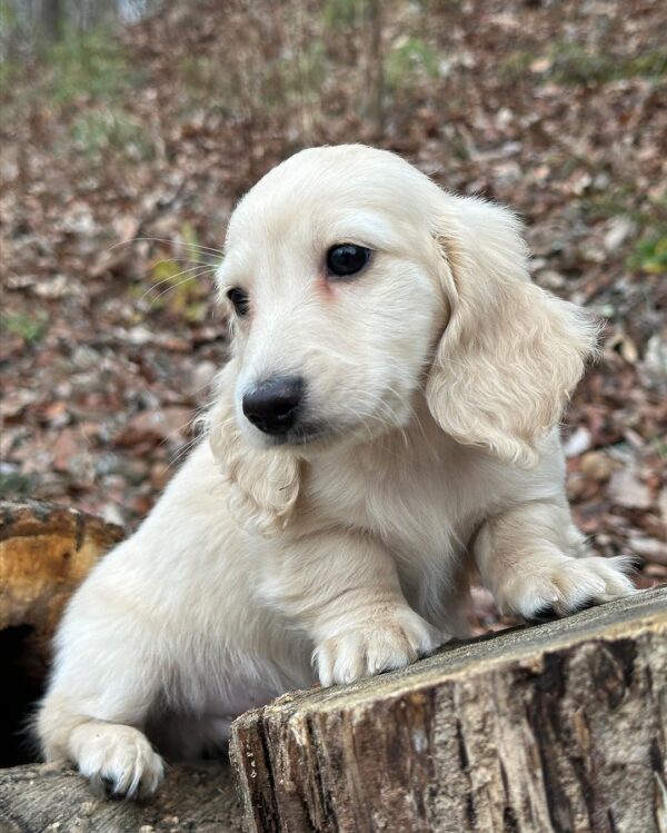 Larry Male Dachshund - Image 5