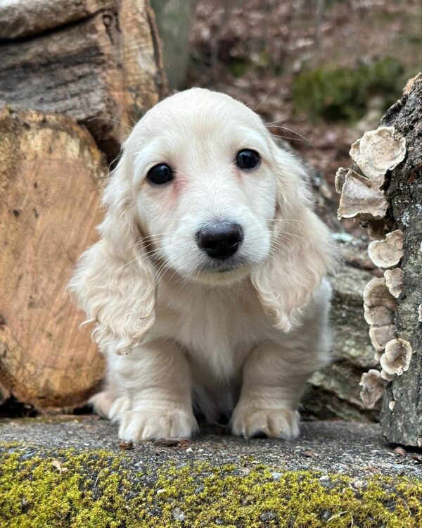Larry Male Dachshund - Image 6