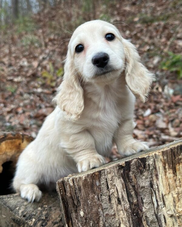 Larry Male Dachshund - Image 8