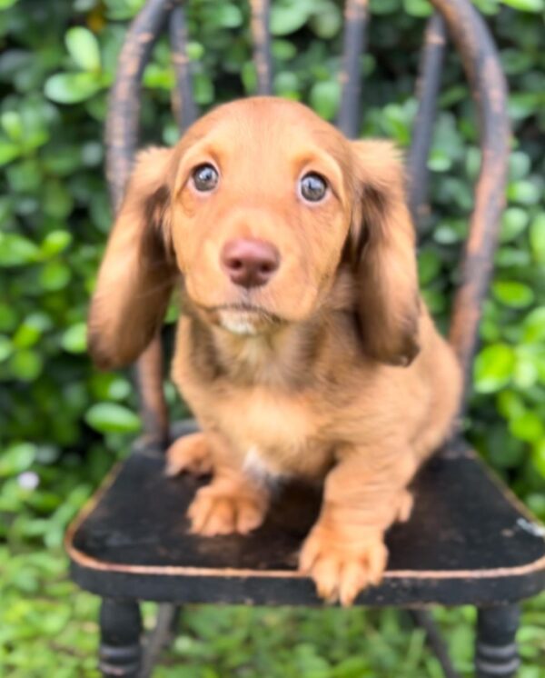Wiener puppies home