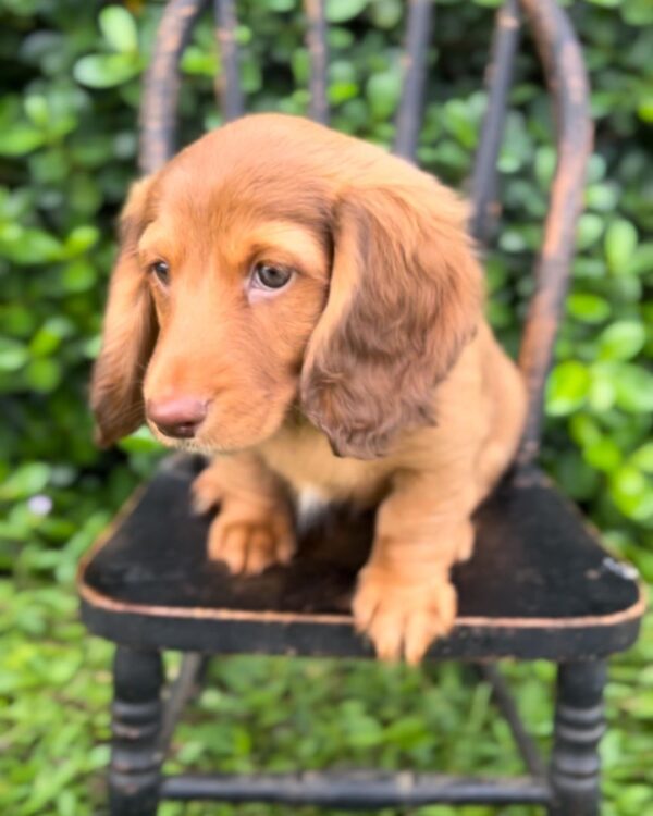 Wiener puppies home