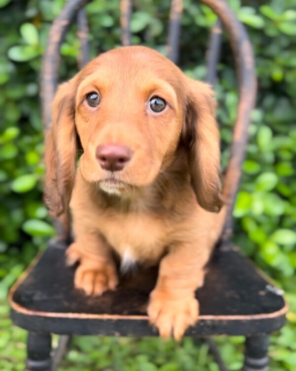 Wiener puppies home