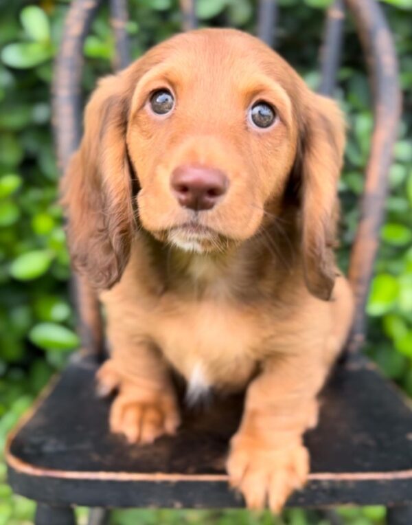 Wiener puppies home