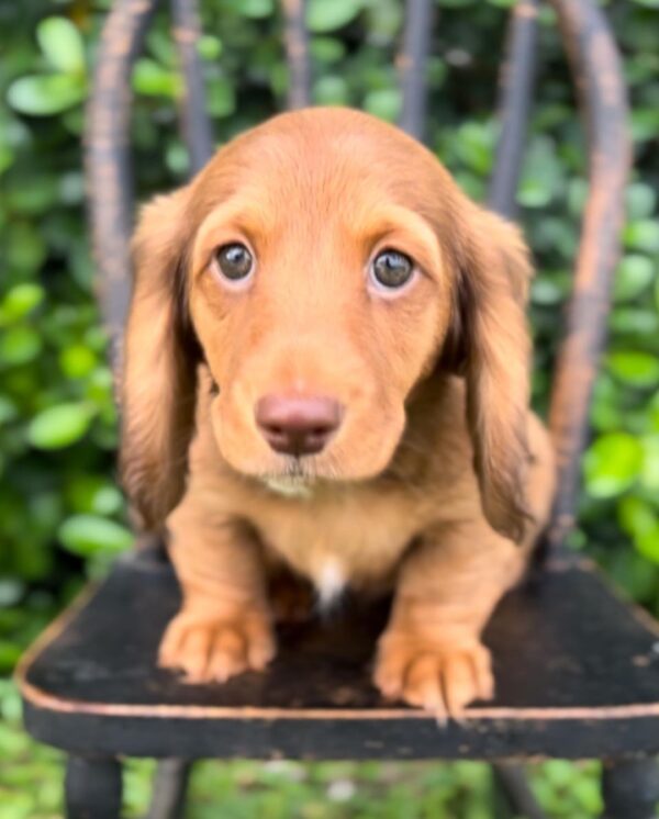 Female Dachshund Puppy Lilly