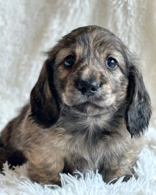 Luca Male Dachshund - Image 8