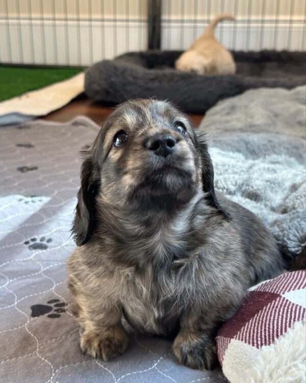 Luca Male Dachshund - Image 16