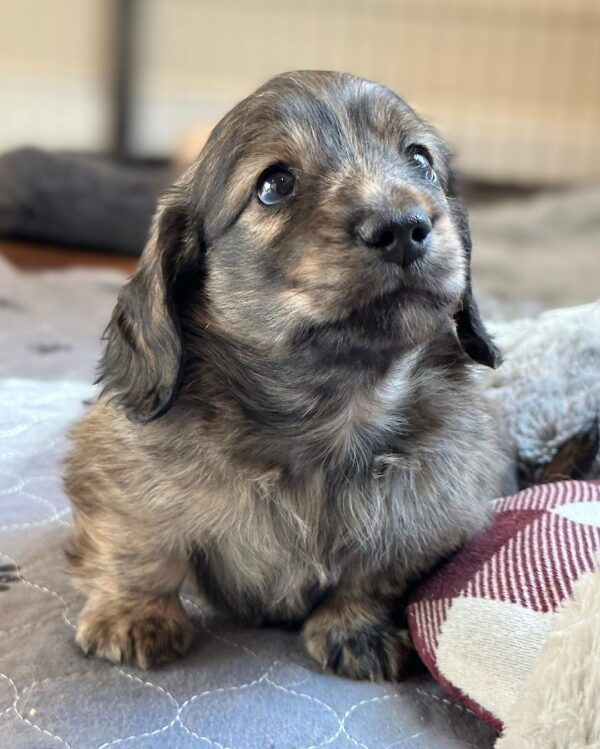 Luca Male Dachshund - Image 14